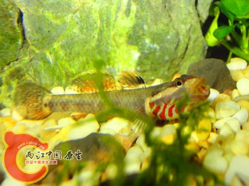 DSC08448_副本.jpg