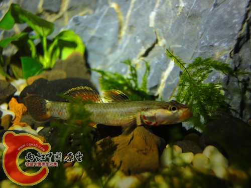 DSC08492_副本.jpg