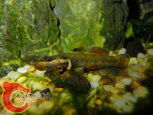 DSC08495_副本.jpg