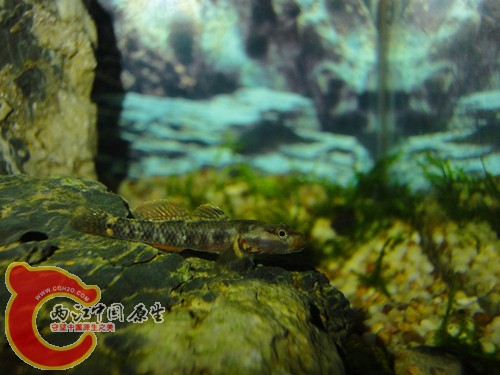 DSC08501_副本.jpg