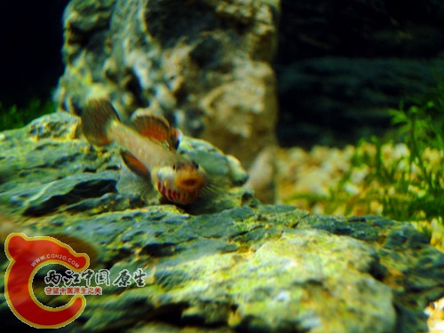 DSC08601_副本.jpg