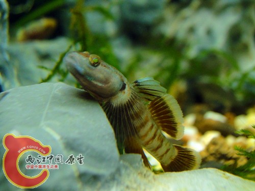 DSC08611_副本.jpg