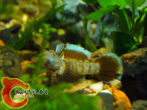DSC08613_副本.jpg