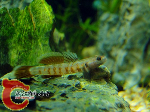 DSC08602_副本.jpg