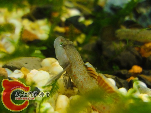 DSC08606_副本.jpg