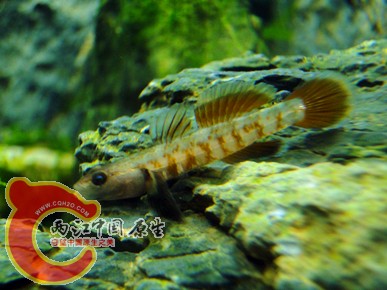 DSC08600_副本.jpg