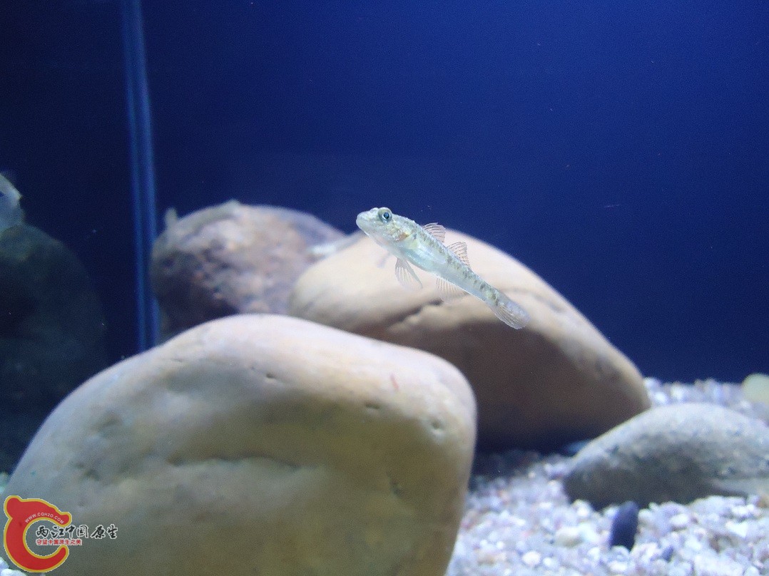 DSC02712.jpg