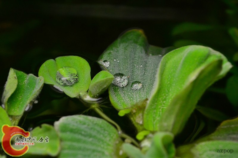 水芙蓉 (10).jpg