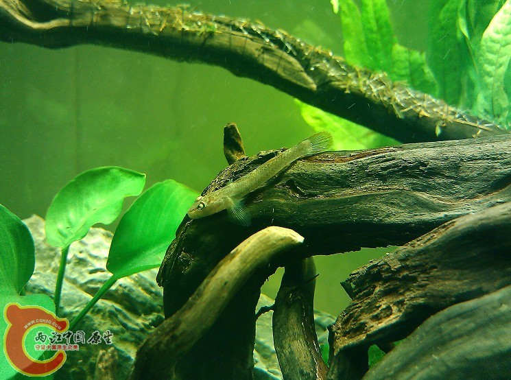 褐吻虾虎1.jpg