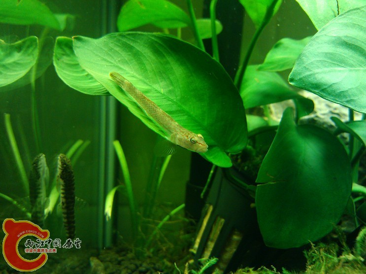 褐吻虾虎2.jpg