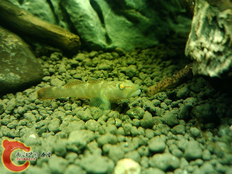 褐吻虾虎3.jpg
