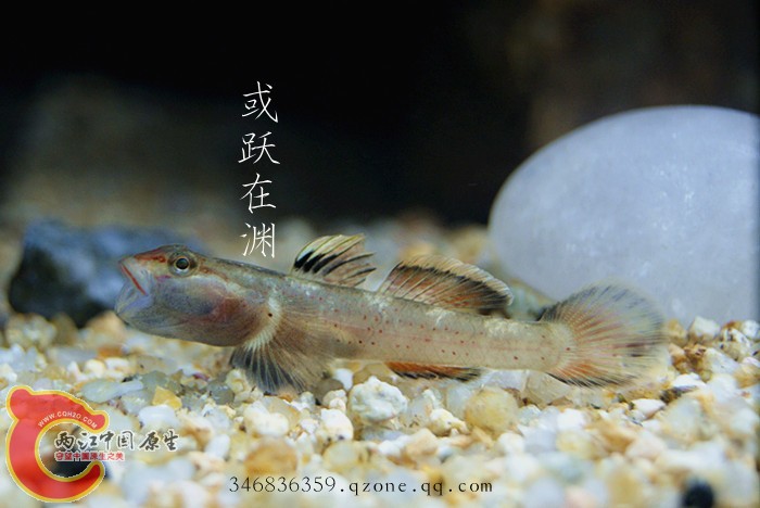DSC00654_副本.jpg