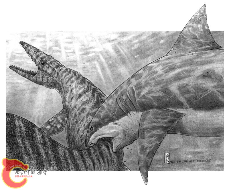 cretoxyrhina_mosasaurus白垩刺甲鲨， 沧龙.jpg