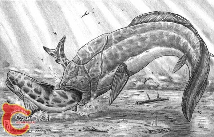 Ctenacanthus_holdenius.jpg