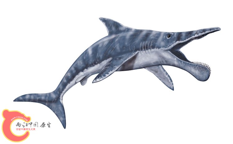 Helicoprion2.jpg