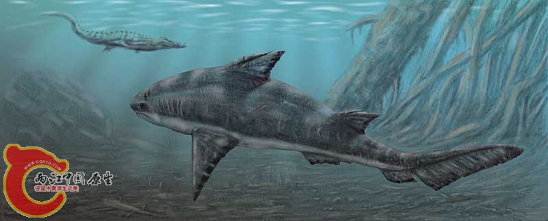 Hybodus-couleur弓鲛.jpg