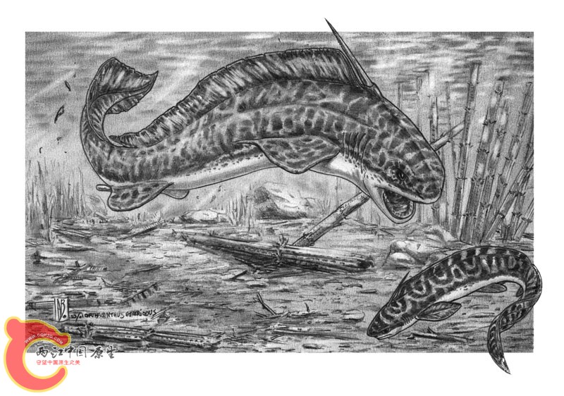 orthacanthus_triodus_1.jpg