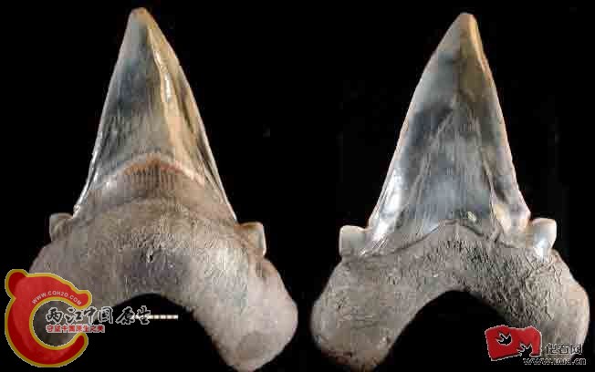 Otodus_obliquus_6_S_MLR.jpg