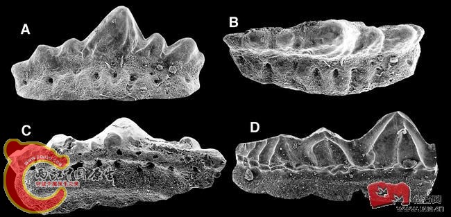 Protacrodus aff_ vetustus.JPG