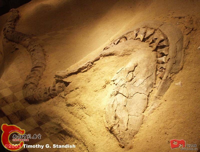大白祖先Isurus hastilis(Isurus xiphodon).jpg