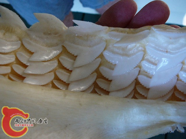 虎鲨牙齿.jpg