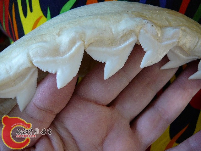 虎鲨牙齿2.jpg