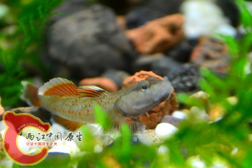 DSC_0170_副本.jpg