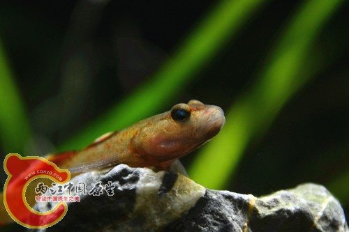 DSC_0172_副本.jpg