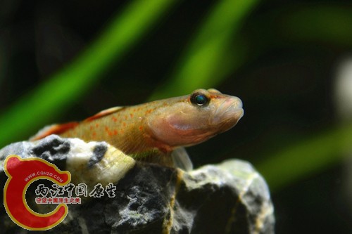 DSC_0173_副本.jpg