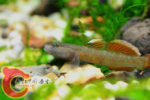 DSC_0174_副本.jpg