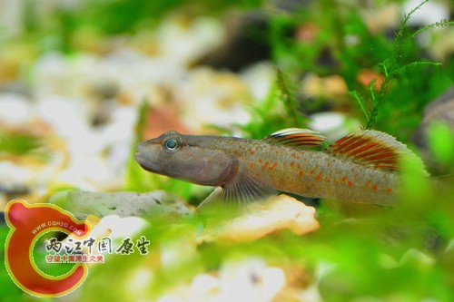 DSC_0175_副本.jpg