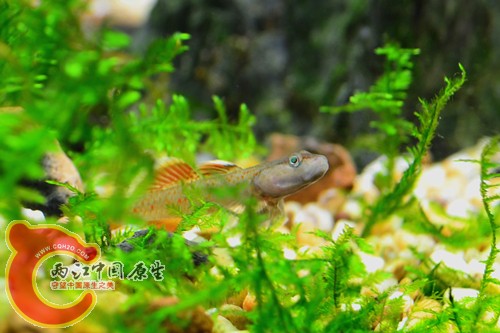 DSC_0178_副本.jpg