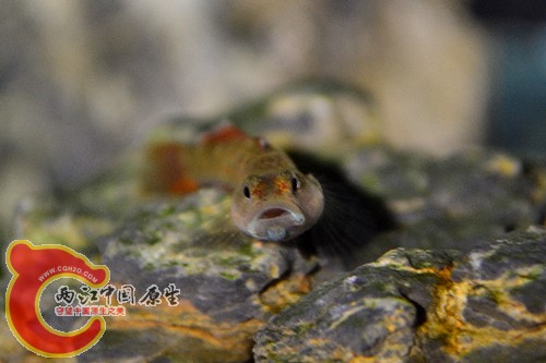 DSC_0202_副本.jpg