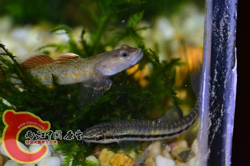 DSC_0206_副本.jpg