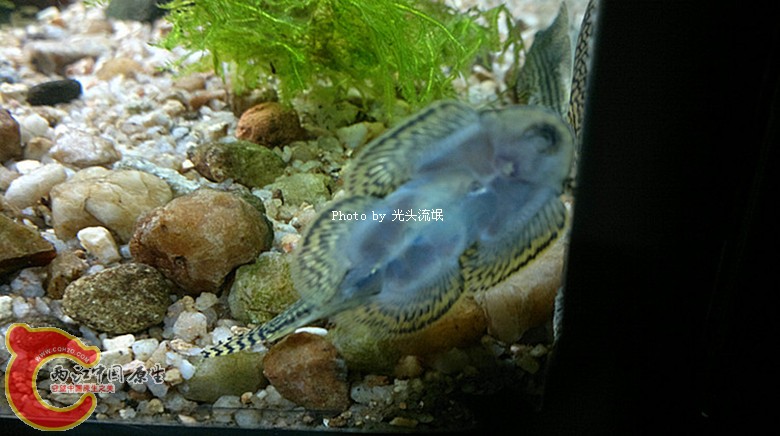 201212043200.jpg