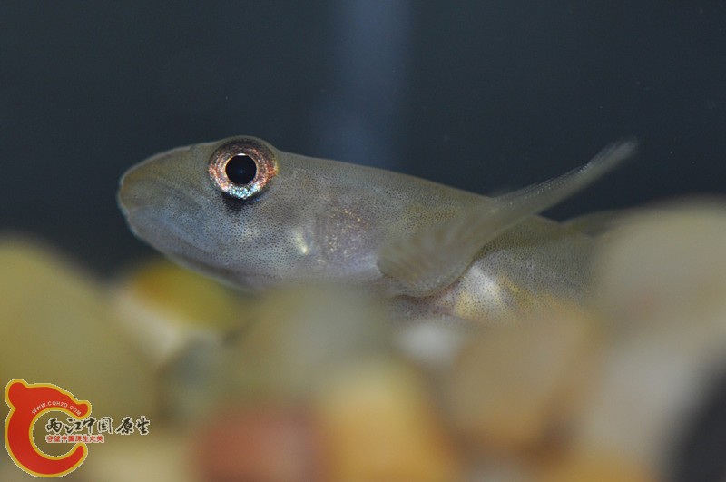 dsc_0135_副本_副本.jpg