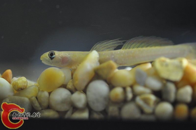 dsc_0138_副本.jpg