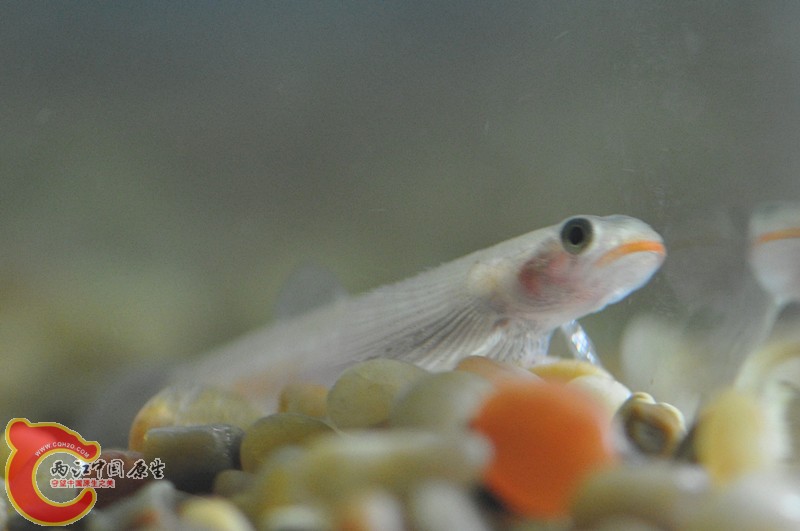 dsc_0142_副本_副本.jpg