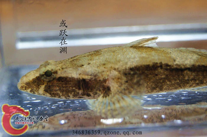 海丰沙塘鳢.jpg
