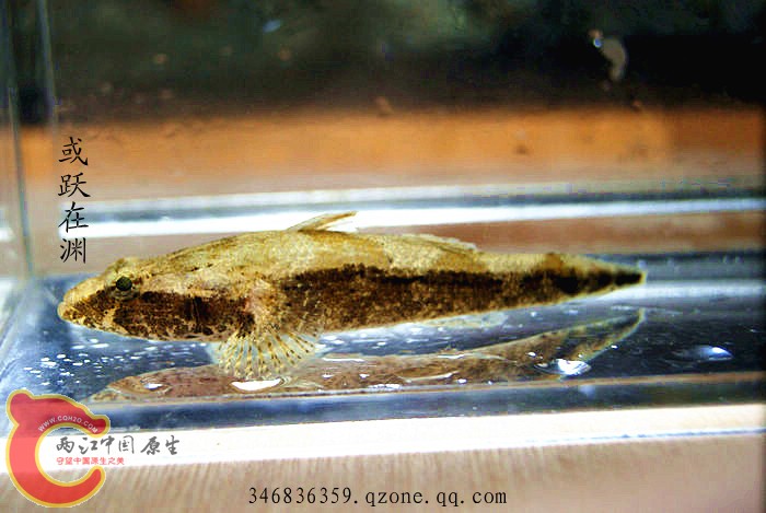 海丰沙塘鳢 (1).jpg