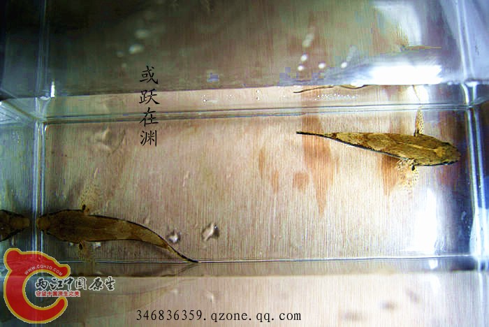 海丰沙塘鳢 (3).jpg