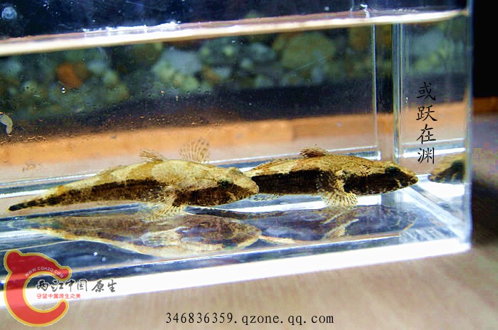 海丰沙塘鳢 (4).jpg