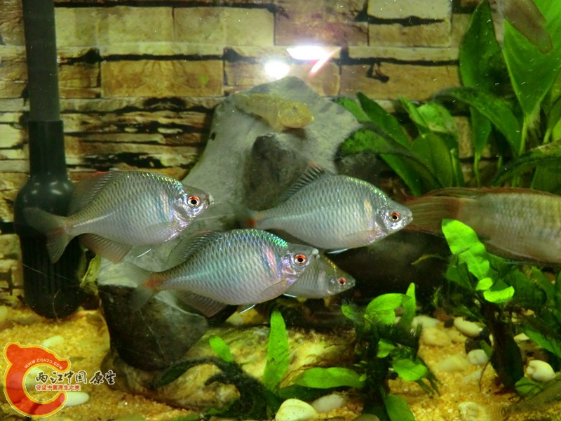 CIMG2367_副本.jpg