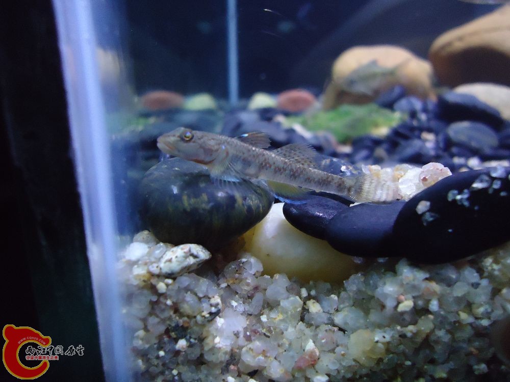 是波氏吗?