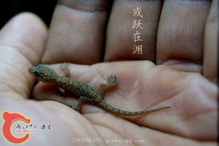 壁虎 (3).jpg