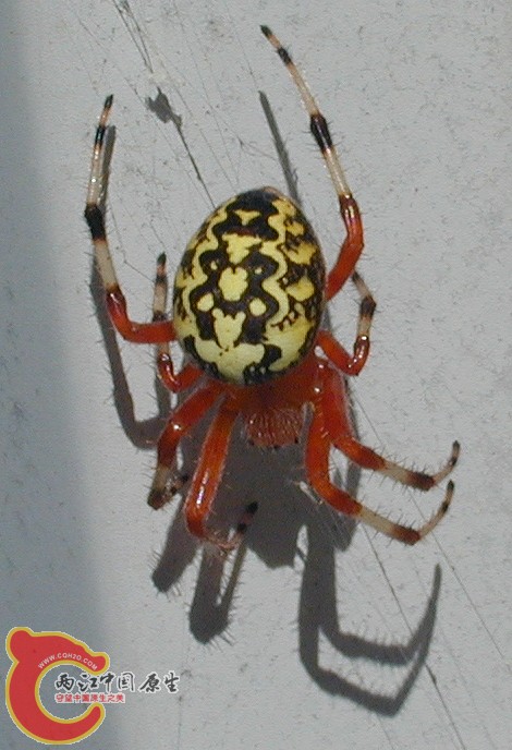 Araneus_marmoreus_2.jpg