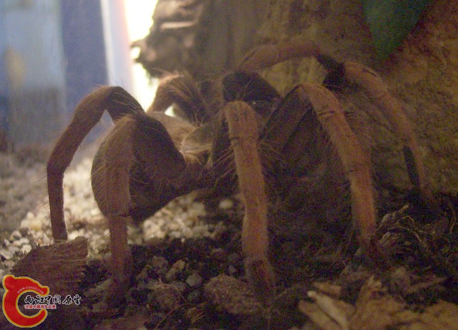 Megaphobema robusta.jpg