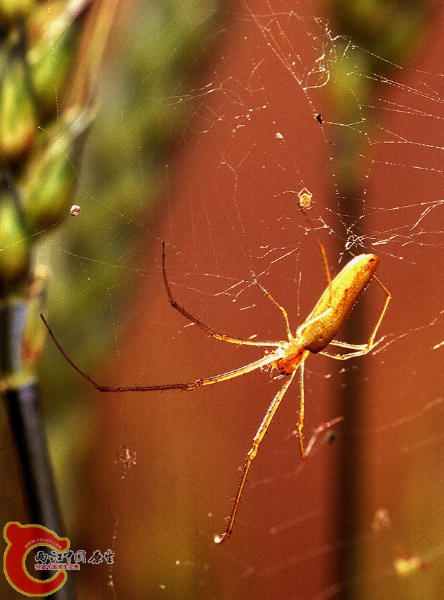 长脚蛛.jpg
