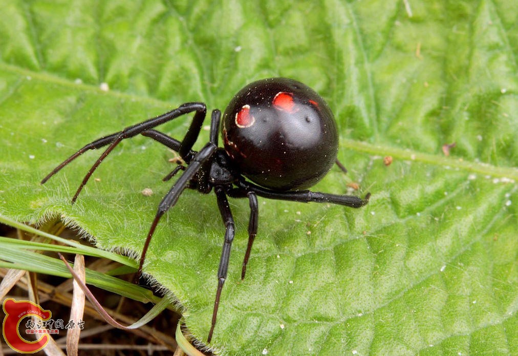 黑寡妇蜘蛛2.jpg