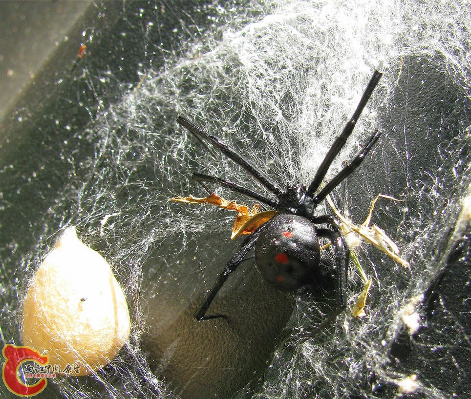 黑寡妇蜘蛛3.jpg